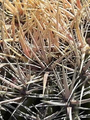 Ferocactus