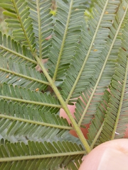 Acacia mearnsii