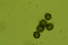 Sphagnophilinae