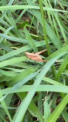 Dichromorpha viridis