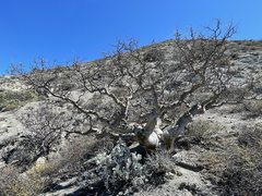 Pachycormus discolor