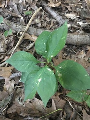 Celastrus orbiculatus