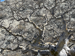 Pachycormus discolor