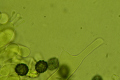 Sphagnophilinae