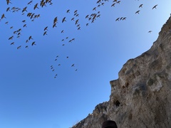 Cyanoliseus patagonus