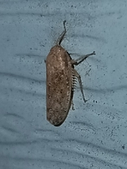 Curtara insularis