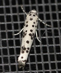 Yponomeuta pustulellus