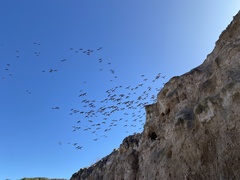 Cyanoliseus patagonus