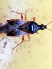 Anthocoris nemorum