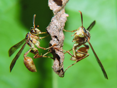 Mischocyttarus angulatus