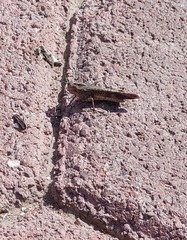 Oedipodinae