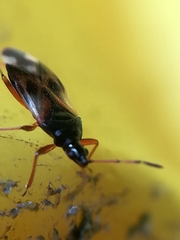 Anthocoris nemorum