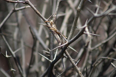 Schistocerca americana