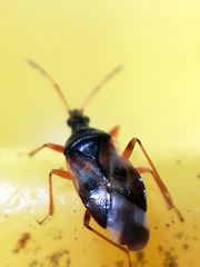Anthocoris nemorum