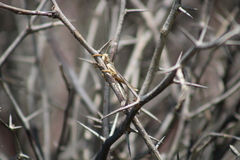 Schistocerca americana