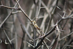 Schistocerca americana