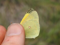 Colias christina