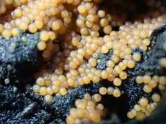 Hydropisphaera peziza