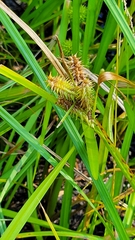 Carex retrorsa