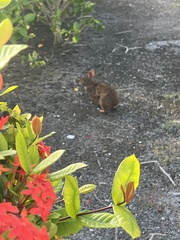 Sylvilagus palustris