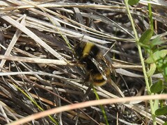 Bombus mckayi