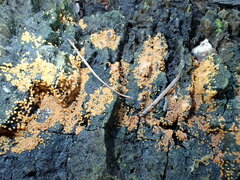 Hydropisphaera peziza