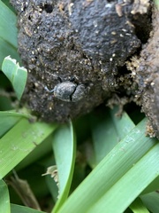 Onthophagus