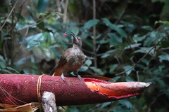 Drepanornis albertisi