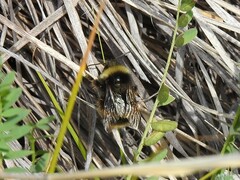 Bombus mckayi