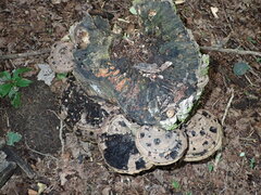 Hydropisphaera peziza