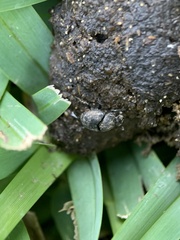 Onthophagus