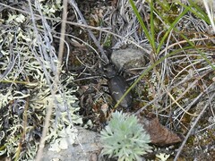 Cicindela longilabris
