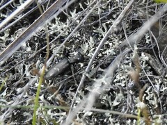 Cicindela longilabris