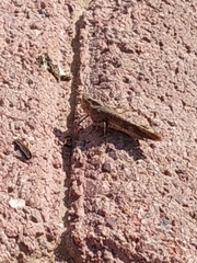 Oedipodinae