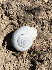 Otala punctata