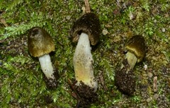 Entoloma flavoviride