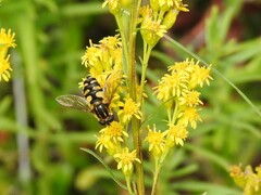 Helophilus obscurus