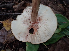 Amanita