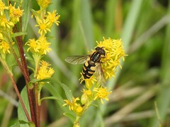 Helophilus obscurus