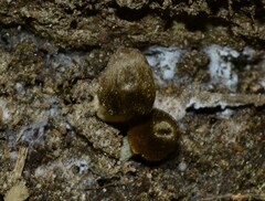 Entoloma flavoviride