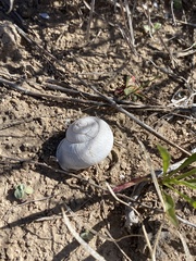 Otala punctata