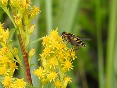 Helophilus obscurus