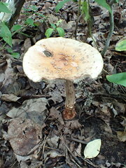 Amanita
