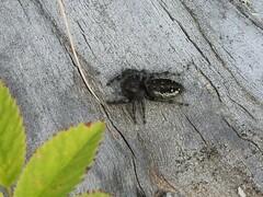 Phidippus borealis