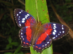 Anartia amathea