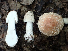 Amanita