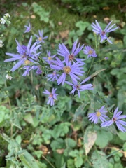 Symphyotrichum ciliolatum