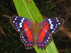 Anartia amathea