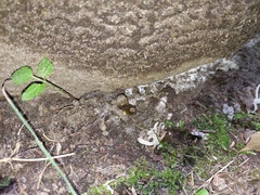 Entoloma flavoviride