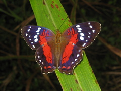 Anartia amathea